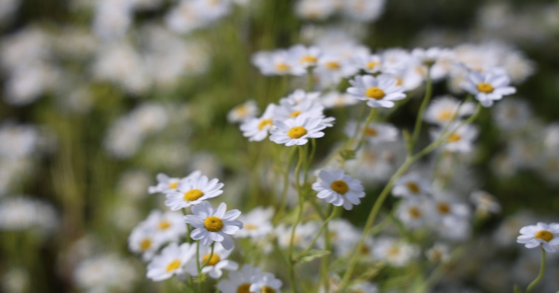Filet Anti-grêle Pour Potager. Filet De Protection Contre La Grêle Et Les Cultures, Potager, Jardin Ou Arbres. (1,1 X 25 M